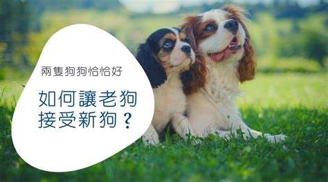 狗養兩隻|如何讓老狗接受新狗？養第二隻狗該注意的事